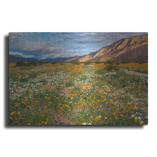 'Desert Wildflowers in Henderson Canyon' by John Gavrilis, Metal Wall Art