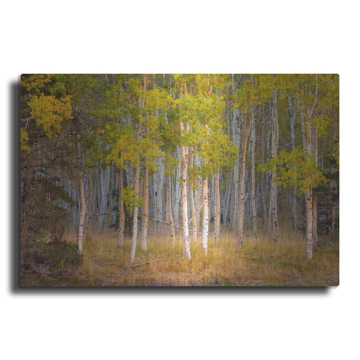 'June Lake Aspen' by John Gavrilis, Metal Wall Art