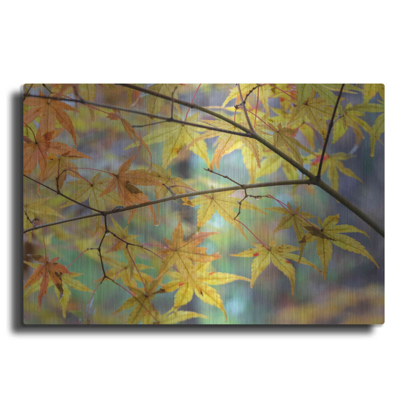 'Autumn Maples' by David Hammond – Metal Wall Art