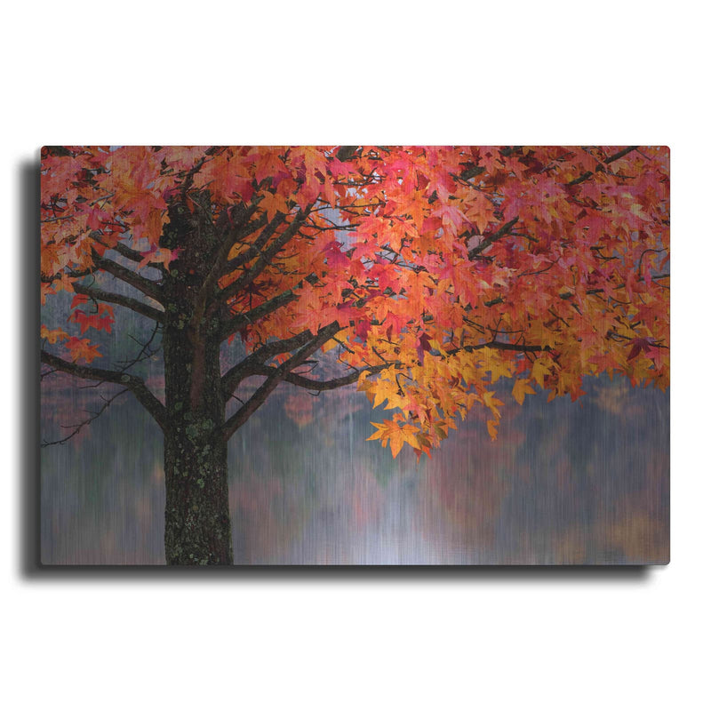 'Sweet Gum' by David Hammond – Metal Wall Art