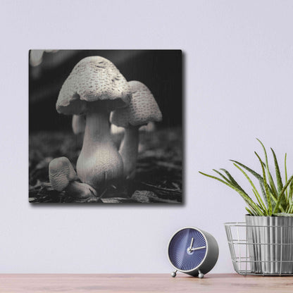 Luxe Metal Art 'Mushroom No. 3' by Gary Horsfall, Metal Wall Art,12x12