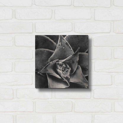Luxe Metal Art 'Seattle Succulents' by Gary Horsfall, Metal Wall Art,12x12