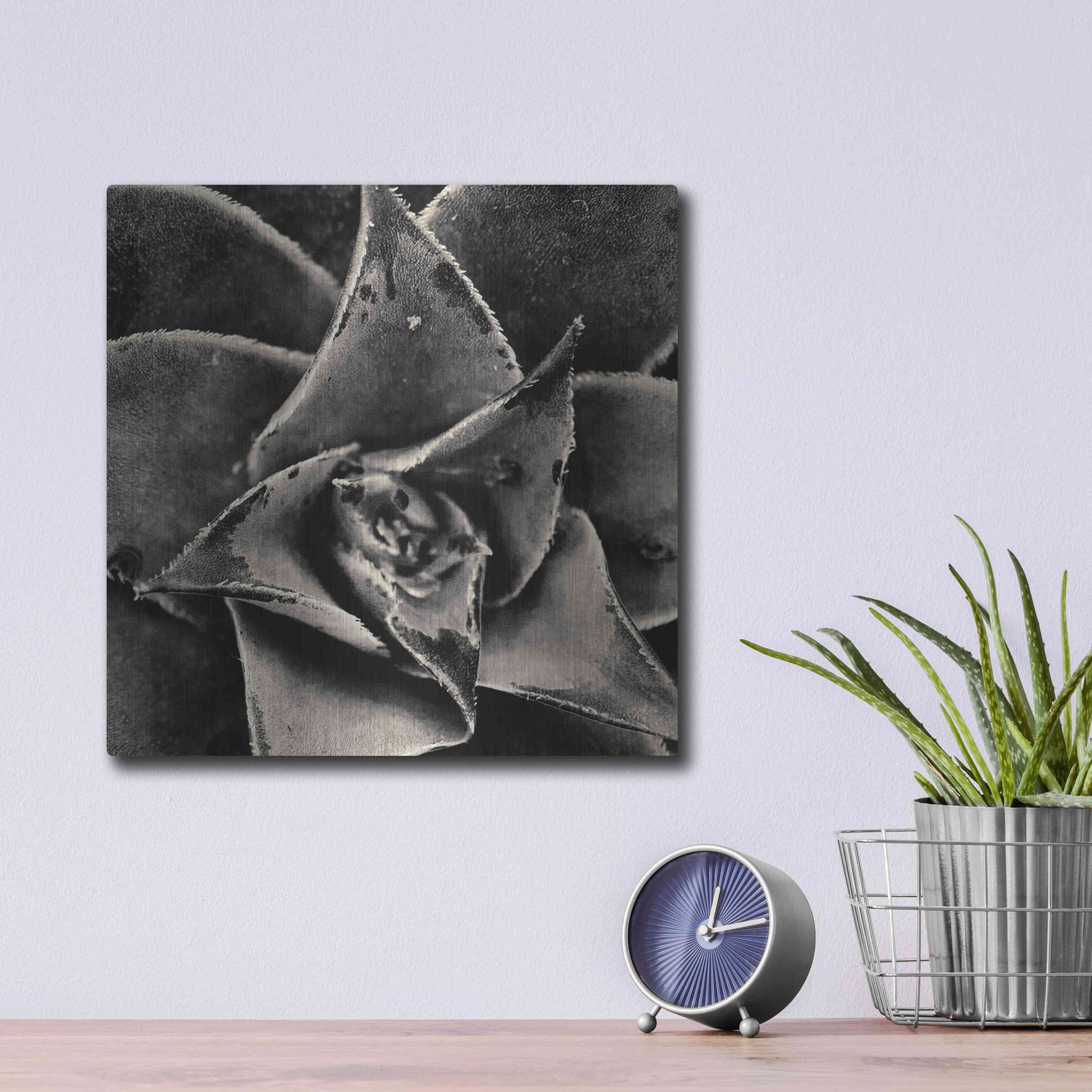 Luxe Metal Art 'Seattle Succulents' by Gary Horsfall, Metal Wall Art,12x12