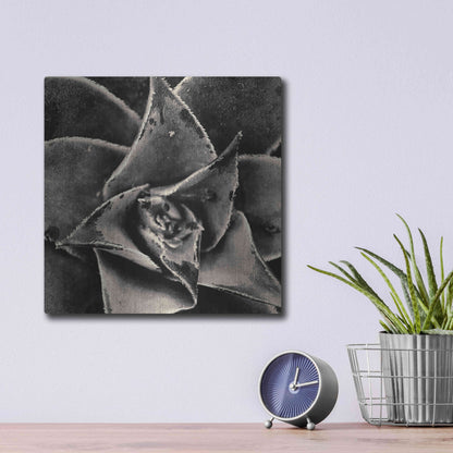 Luxe Metal Art 'Seattle Succulents' by Gary Horsfall, Metal Wall Art,12x12