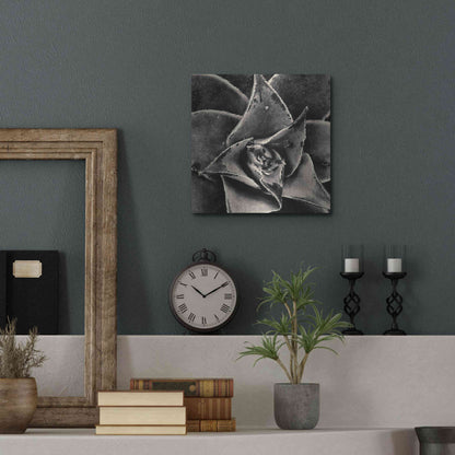 Luxe Metal Art 'Seattle Succulents' by Gary Horsfall, Metal Wall Art,12x12