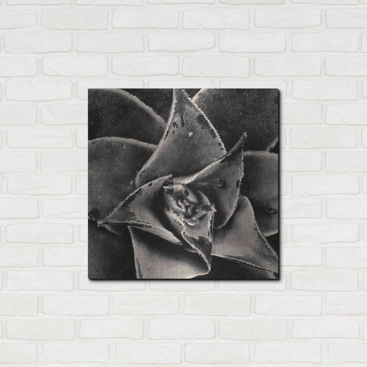 Luxe Metal Art 'Seattle Succulents' by Gary Horsfall, Metal Wall Art,24x24