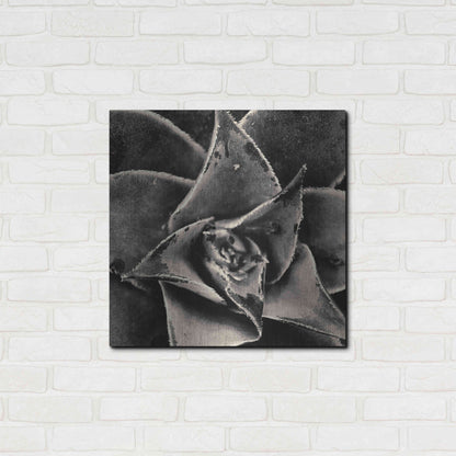 Luxe Metal Art 'Seattle Succulents' by Gary Horsfall, Metal Wall Art,24x24