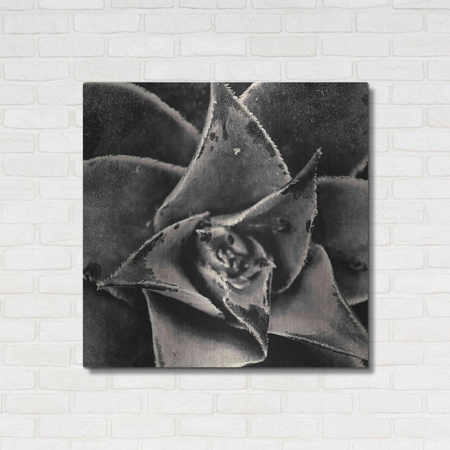 Luxe Metal Art 'Seattle Succulents' by Gary Horsfall, Metal Wall Art,36x36