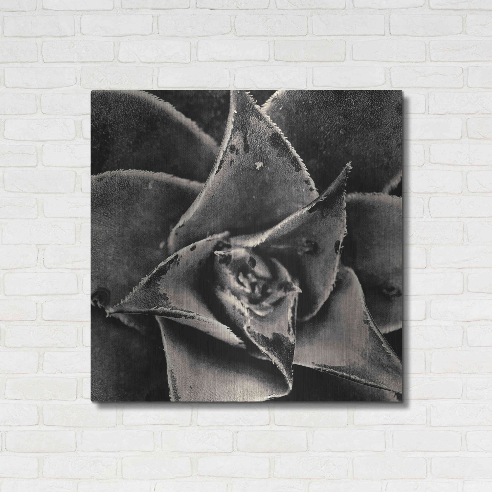 Luxe Metal Art 'Seattle Succulents' by Gary Horsfall, Metal Wall Art,36x36