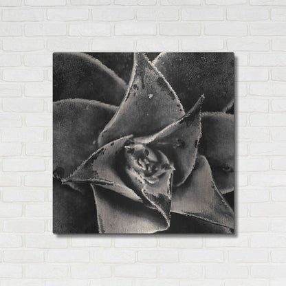 Luxe Metal Art 'Seattle Succulents' by Gary Horsfall, Metal Wall Art,36x36