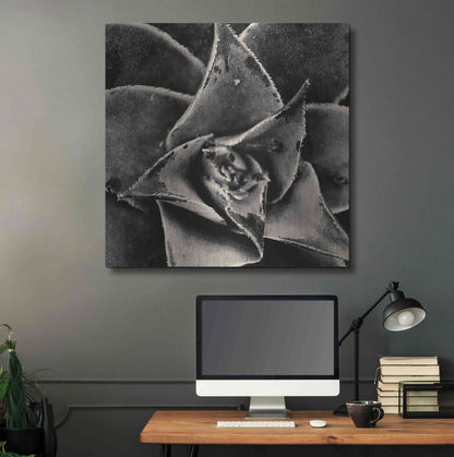 Luxe Metal Art 'Seattle Succulents' by Gary Horsfall, Metal Wall Art,36x36