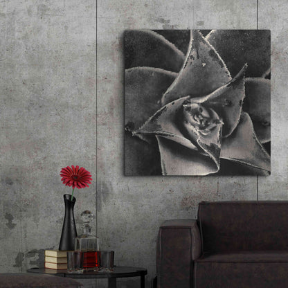 Luxe Metal Art 'Seattle Succulents' by Gary Horsfall, Metal Wall Art,36x36