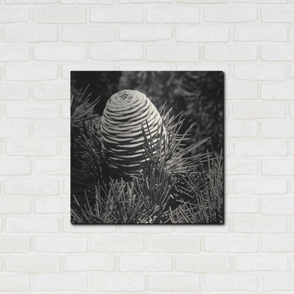 Luxe Metal Art 'Spruce Cone' by Gary Horsfall, Metal Wall Art,24x24