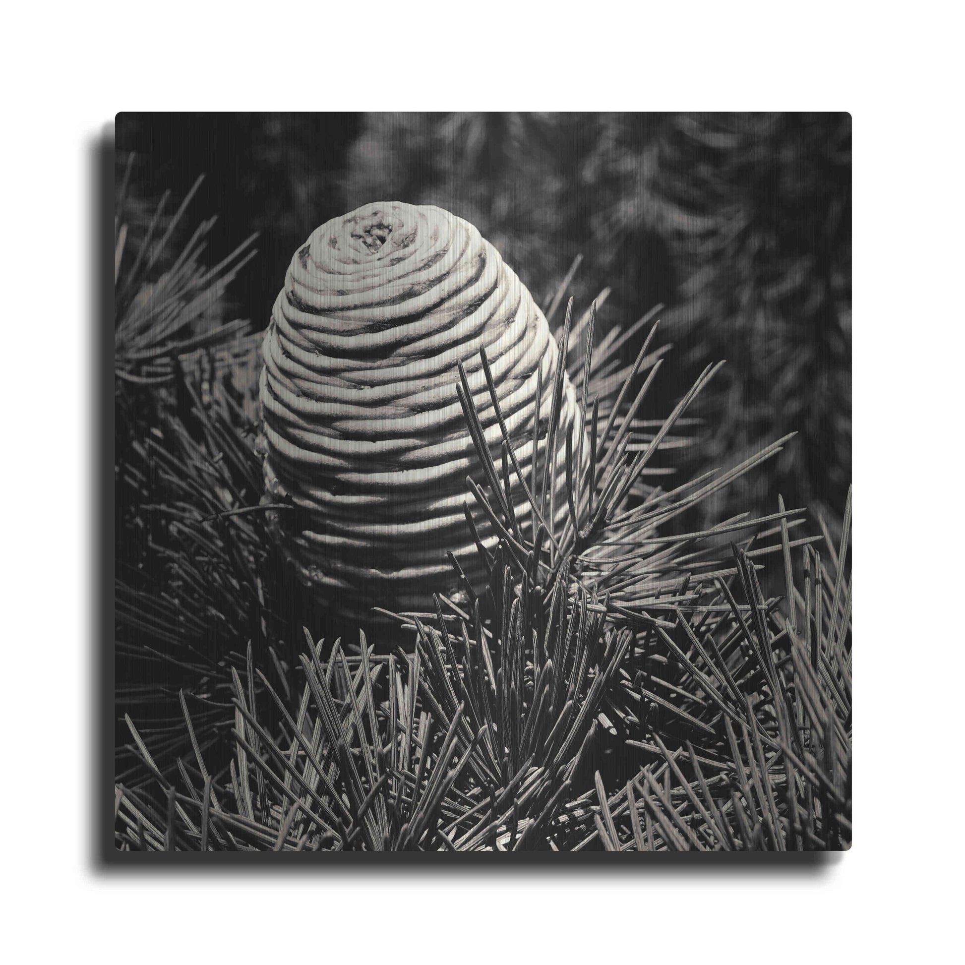 Luxe Metal Art 'Spruce Cone' by Gary Horsfall, Metal Wall Art