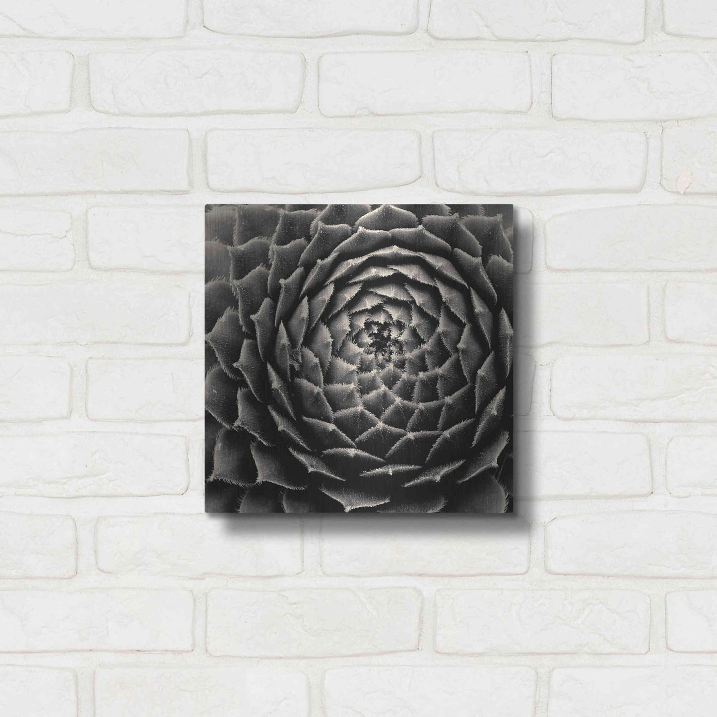 Luxe Metal Art 'Succulent' by Gary Horsfall, Metal Wall Art,12x12