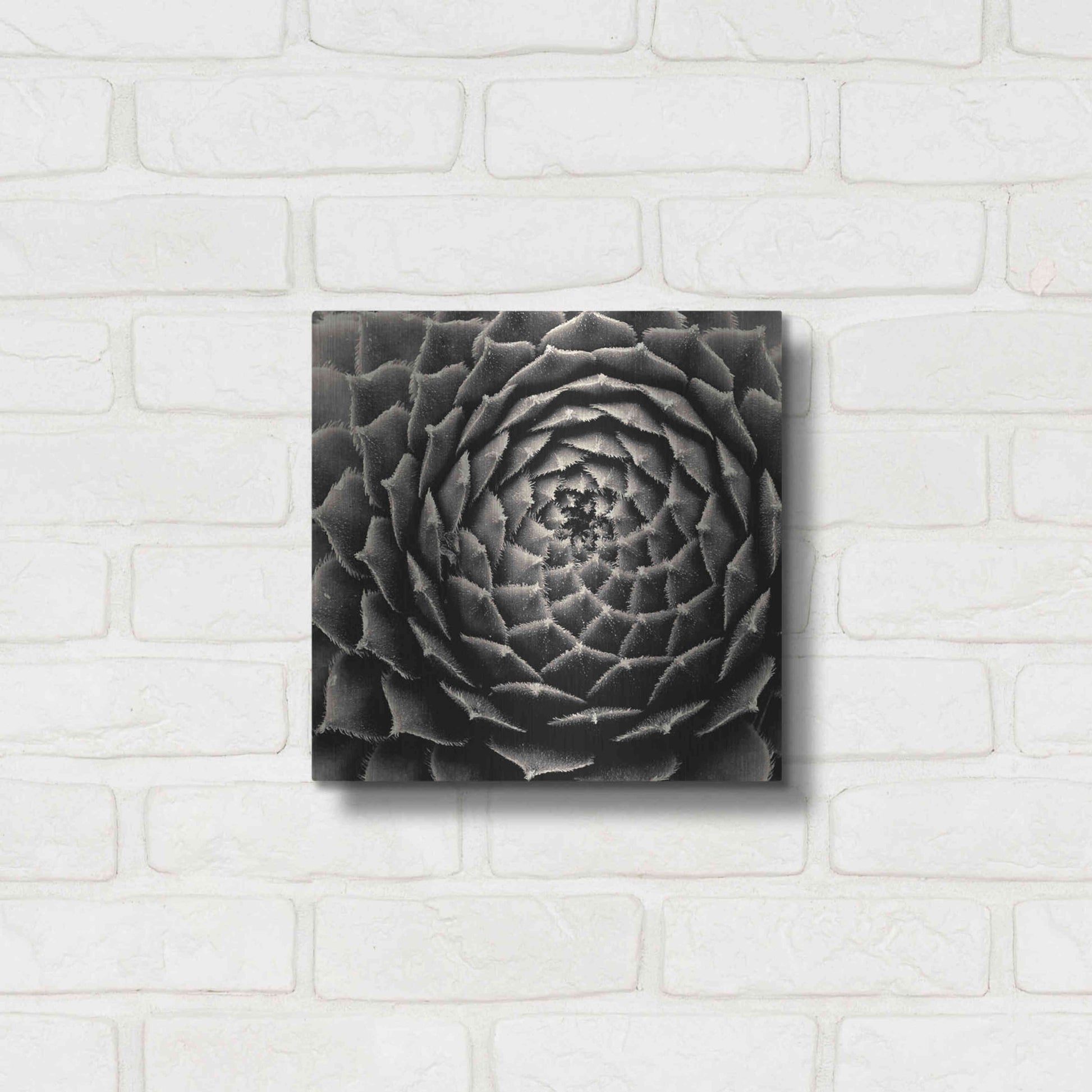 Luxe Metal Art 'Succulent' by Gary Horsfall, Metal Wall Art,12x12