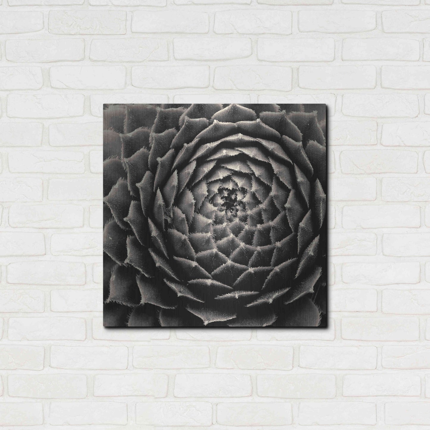 Luxe Metal Art 'Succulent' by Gary Horsfall, Metal Wall Art,24x24