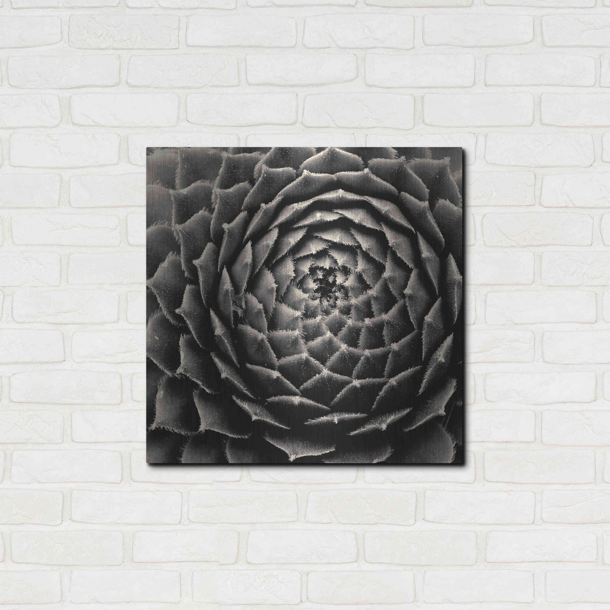 Luxe Metal Art 'Succulent' by Gary Horsfall, Metal Wall Art,24x24