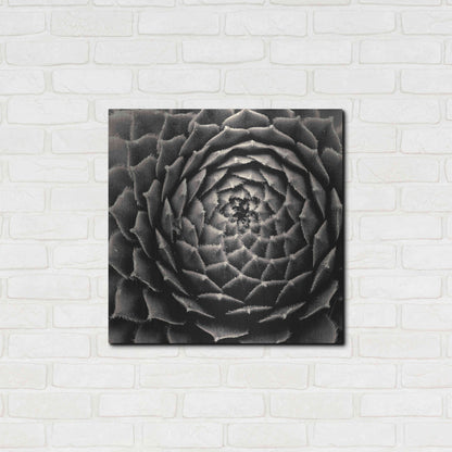 Luxe Metal Art 'Succulent' by Gary Horsfall, Metal Wall Art,24x24