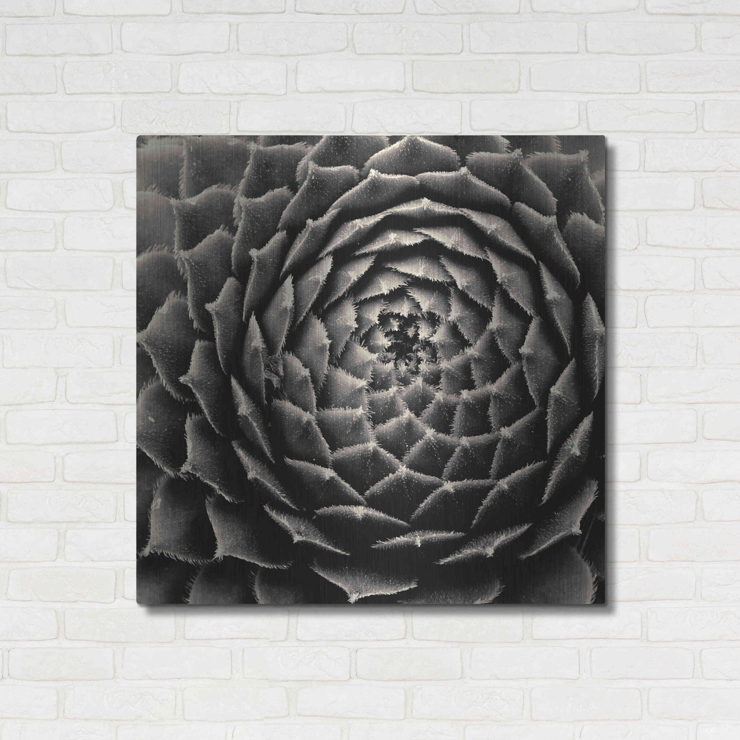 Luxe Metal Art 'Succulent' by Gary Horsfall, Metal Wall Art,36x36