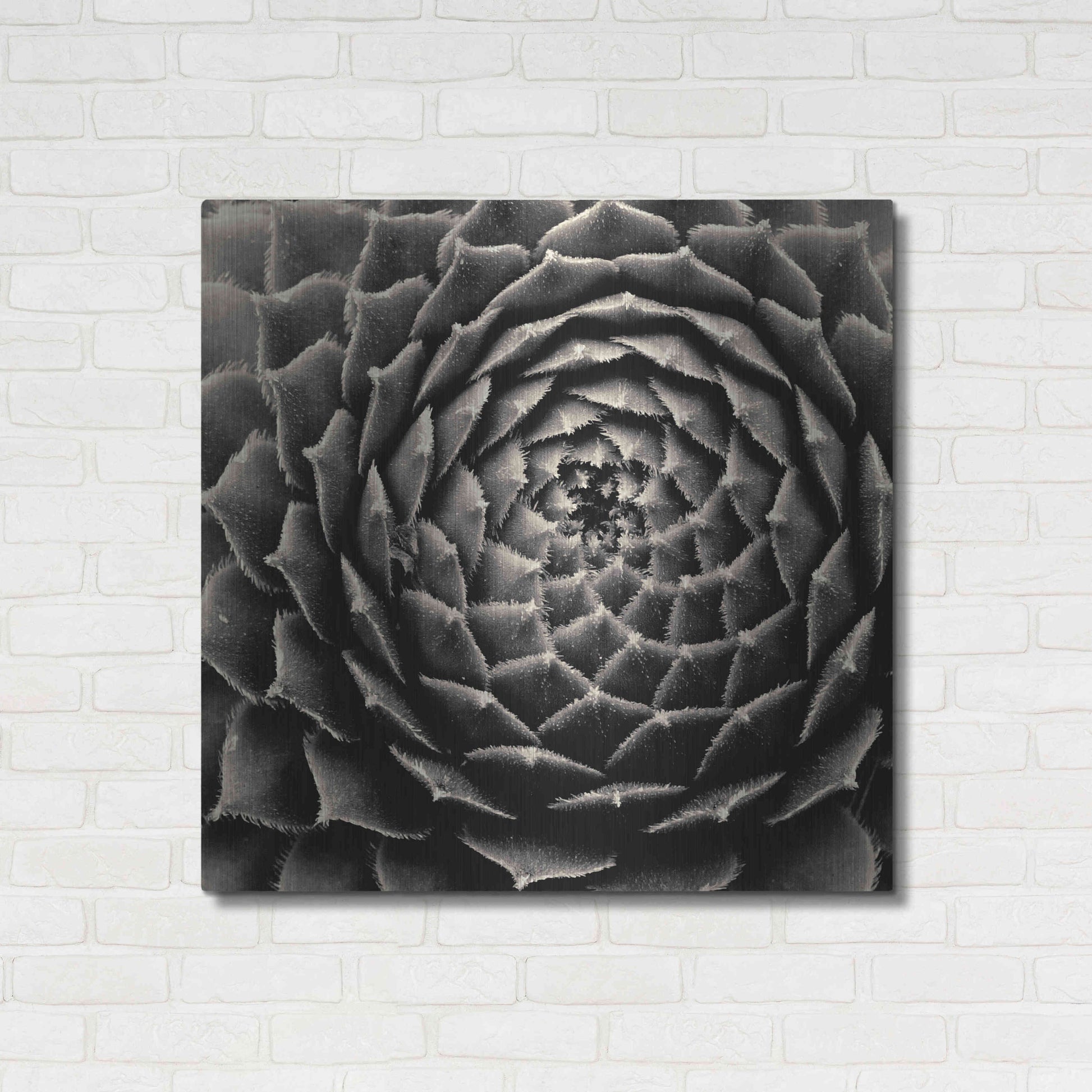 Luxe Metal Art 'Succulent' by Gary Horsfall, Metal Wall Art,36x36