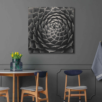 Luxe Metal Art 'Succulent' by Gary Horsfall, Metal Wall Art,36x36