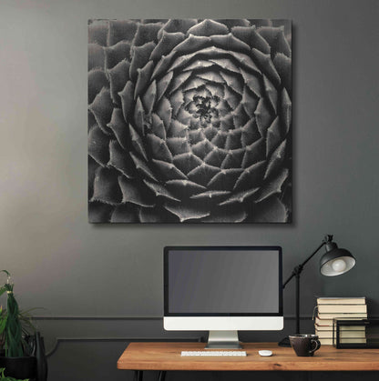 Luxe Metal Art 'Succulent' by Gary Horsfall, Metal Wall Art,36x36