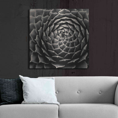 Luxe Metal Art 'Succulent' by Gary Horsfall, Metal Wall Art,36x36