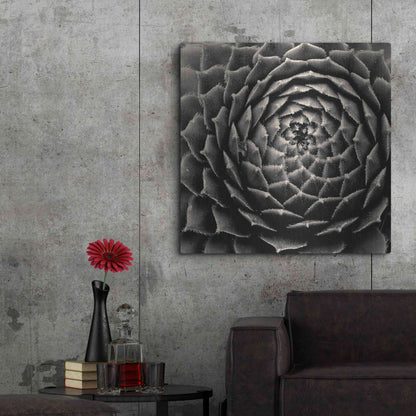 Luxe Metal Art 'Succulent' by Gary Horsfall, Metal Wall Art,36x36