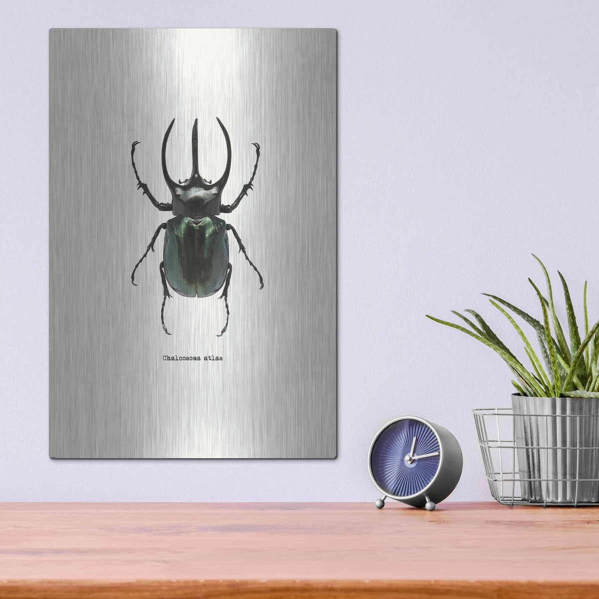'Beetle Black' by GraphINC – Metal Wall Art, 12x16 room view
