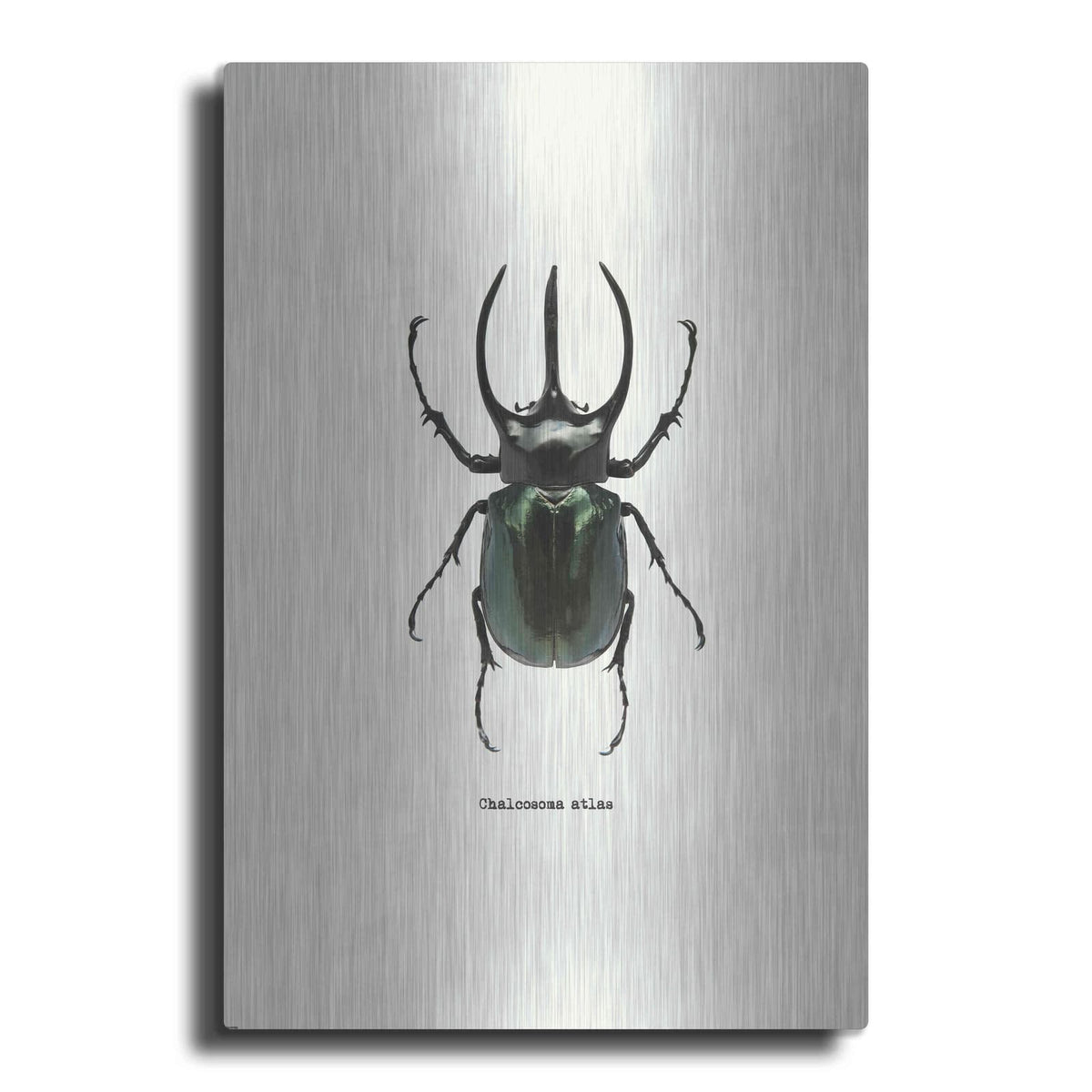 'Beetle Black' by GraphINC – Metal Wall Art