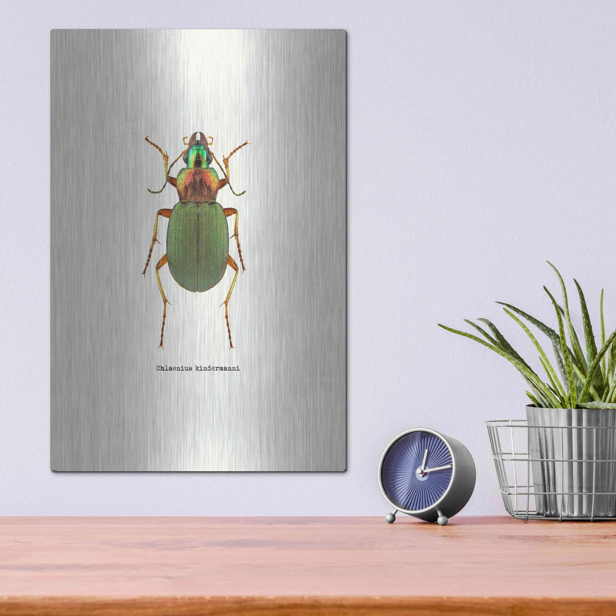 'Beetle Green' by GraphINC – Metal Wall Art, 12x16 room view