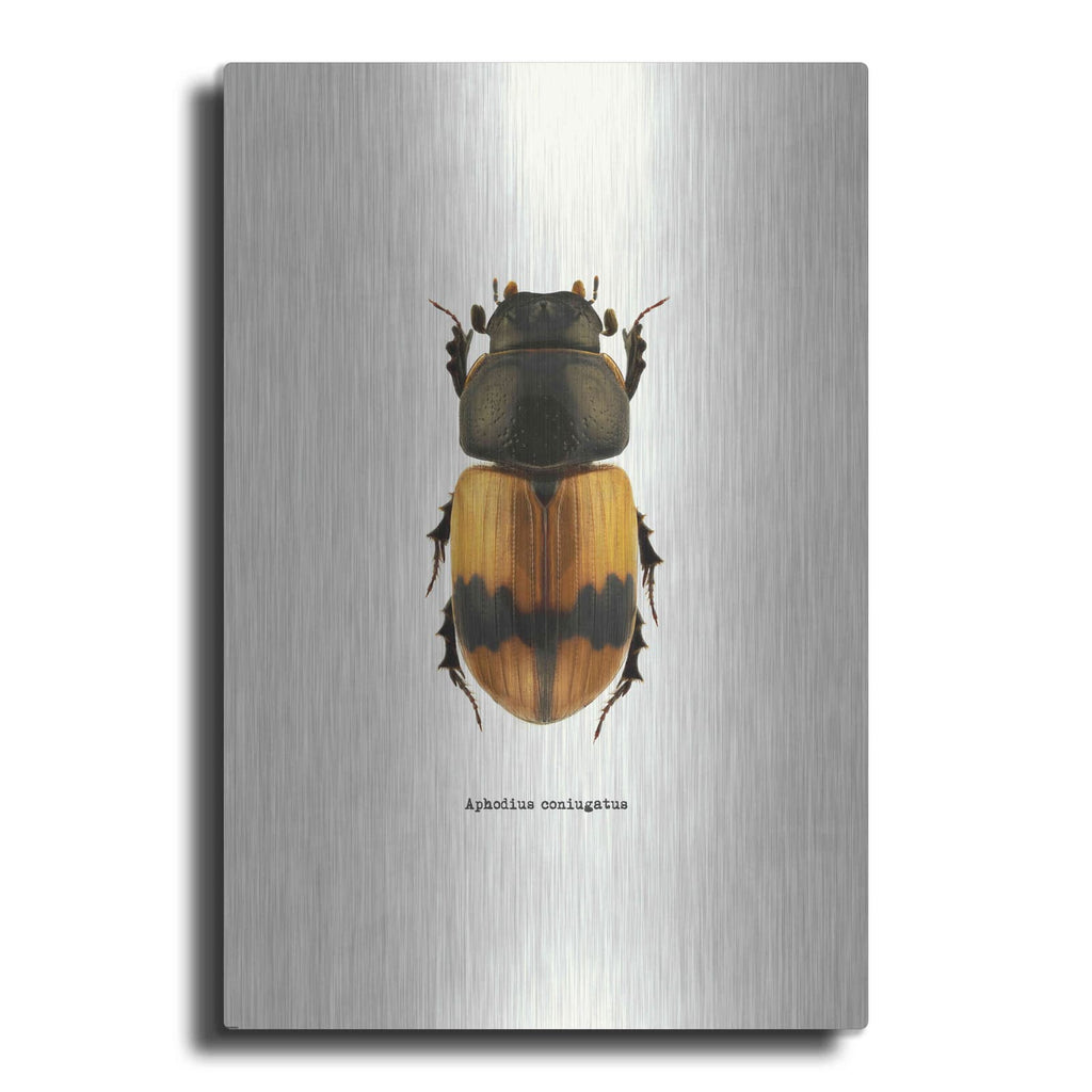 'Beetle Orange' by GraphINC – Metal Wall Art
