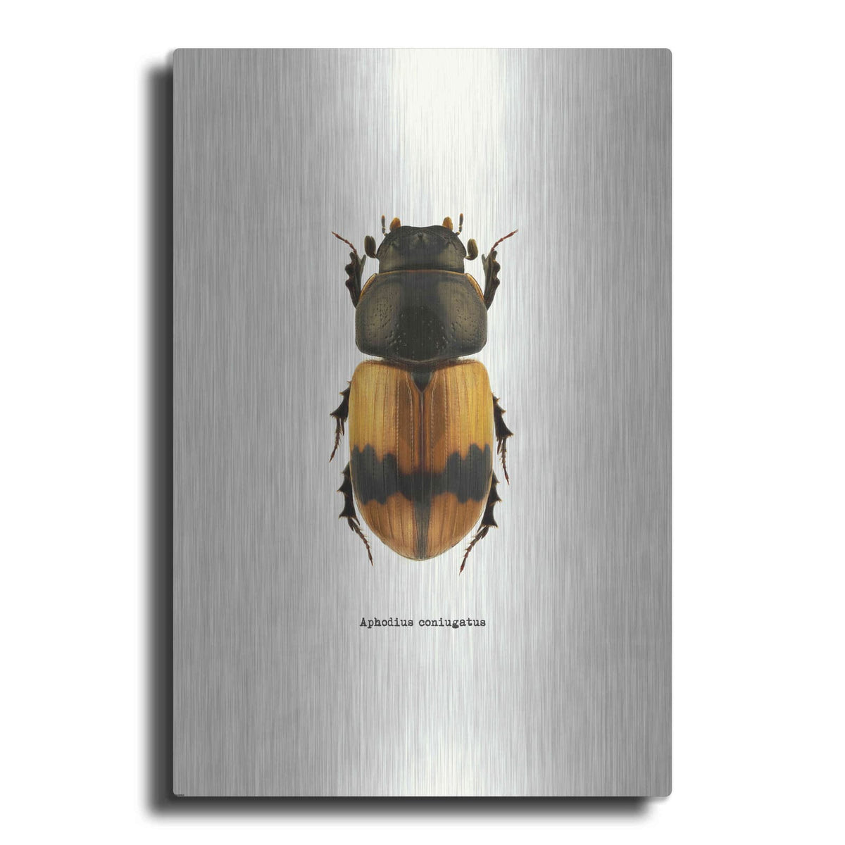 'Beetle Orange' by GraphINC – Metal Wall Art