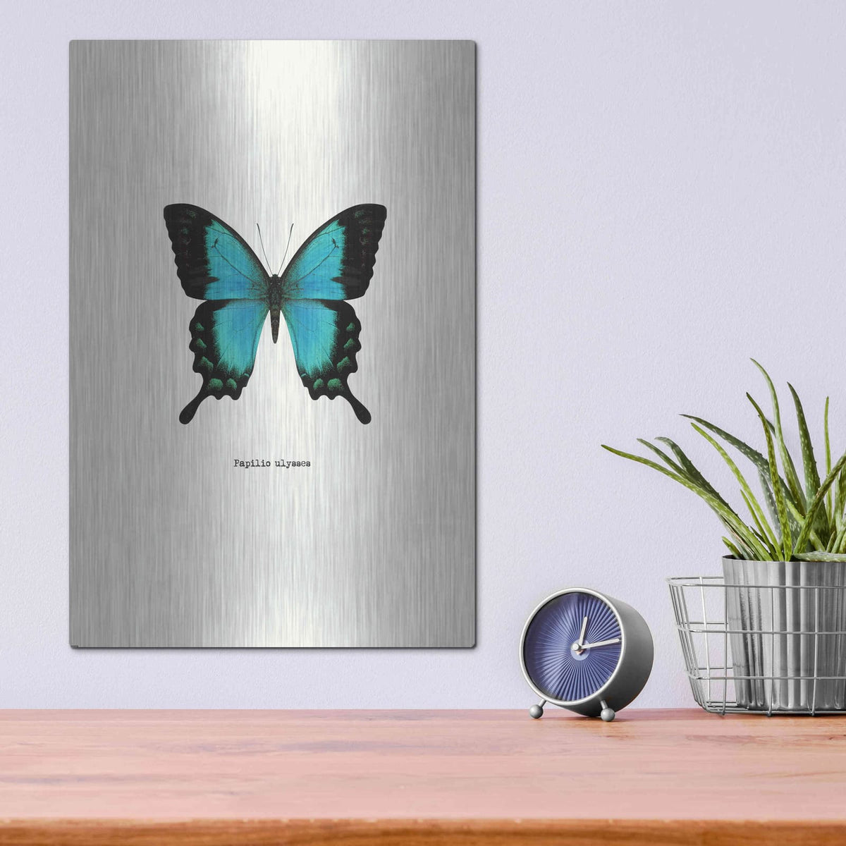'Blue Butterfly' by GraphINC – Metal Wall Art, 12x16 room view