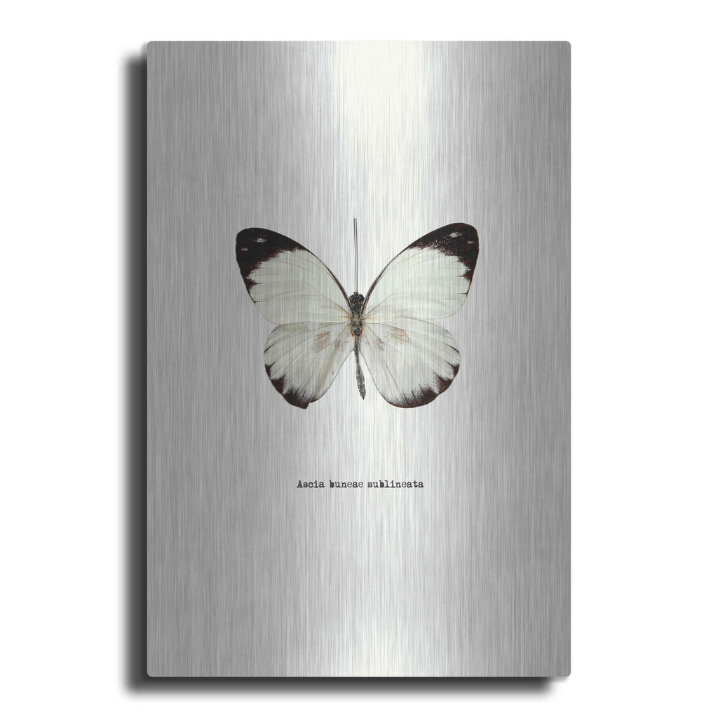 'White Butterfly' by GraphINC – Metal Wall Art