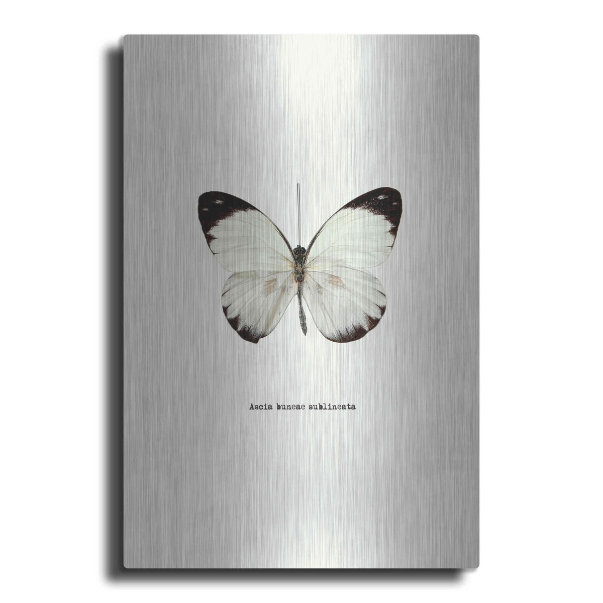 'White Butterfly' by GraphINC – Metal Wall Art