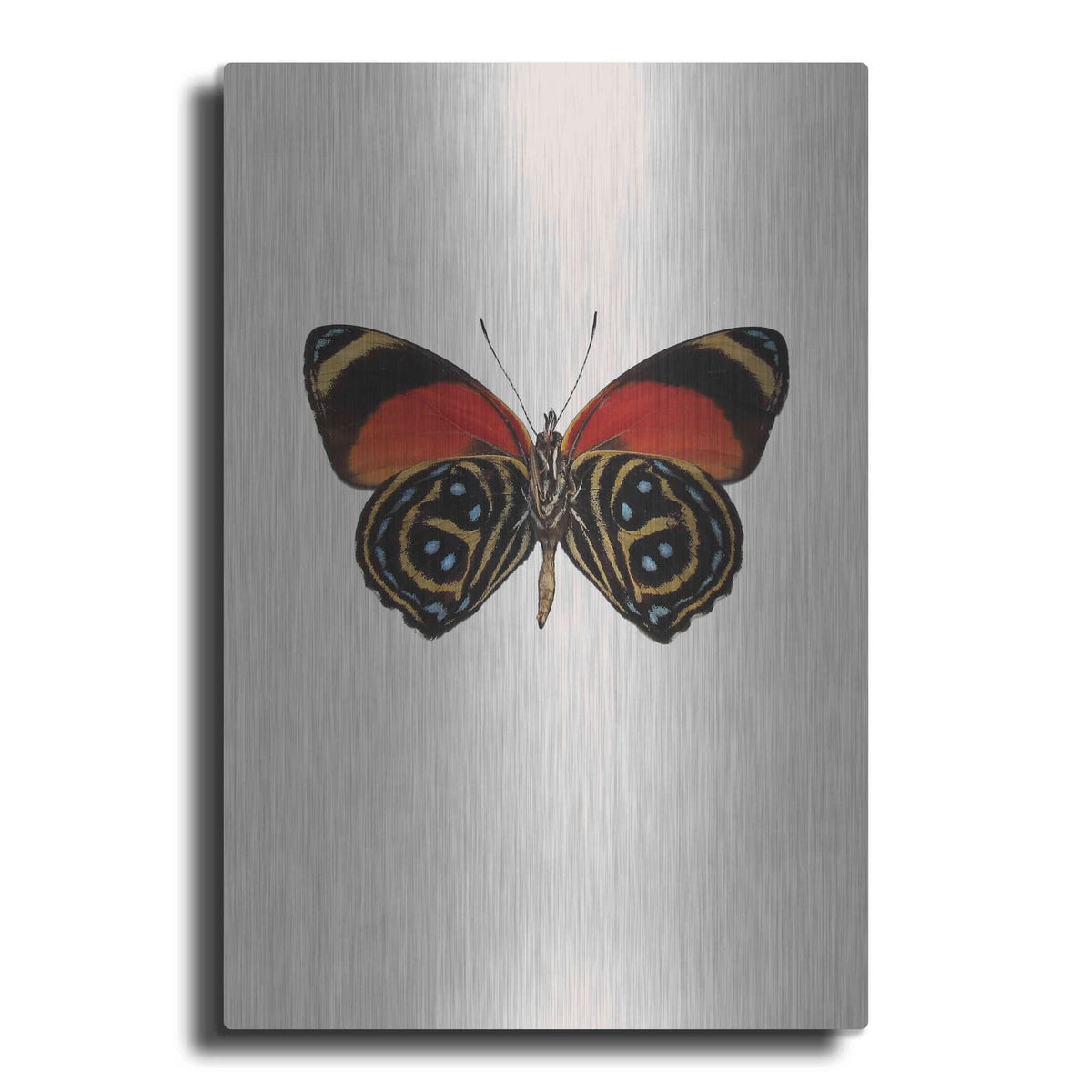 'Agrias Amydon 1' by Incado – Metal Wall Art