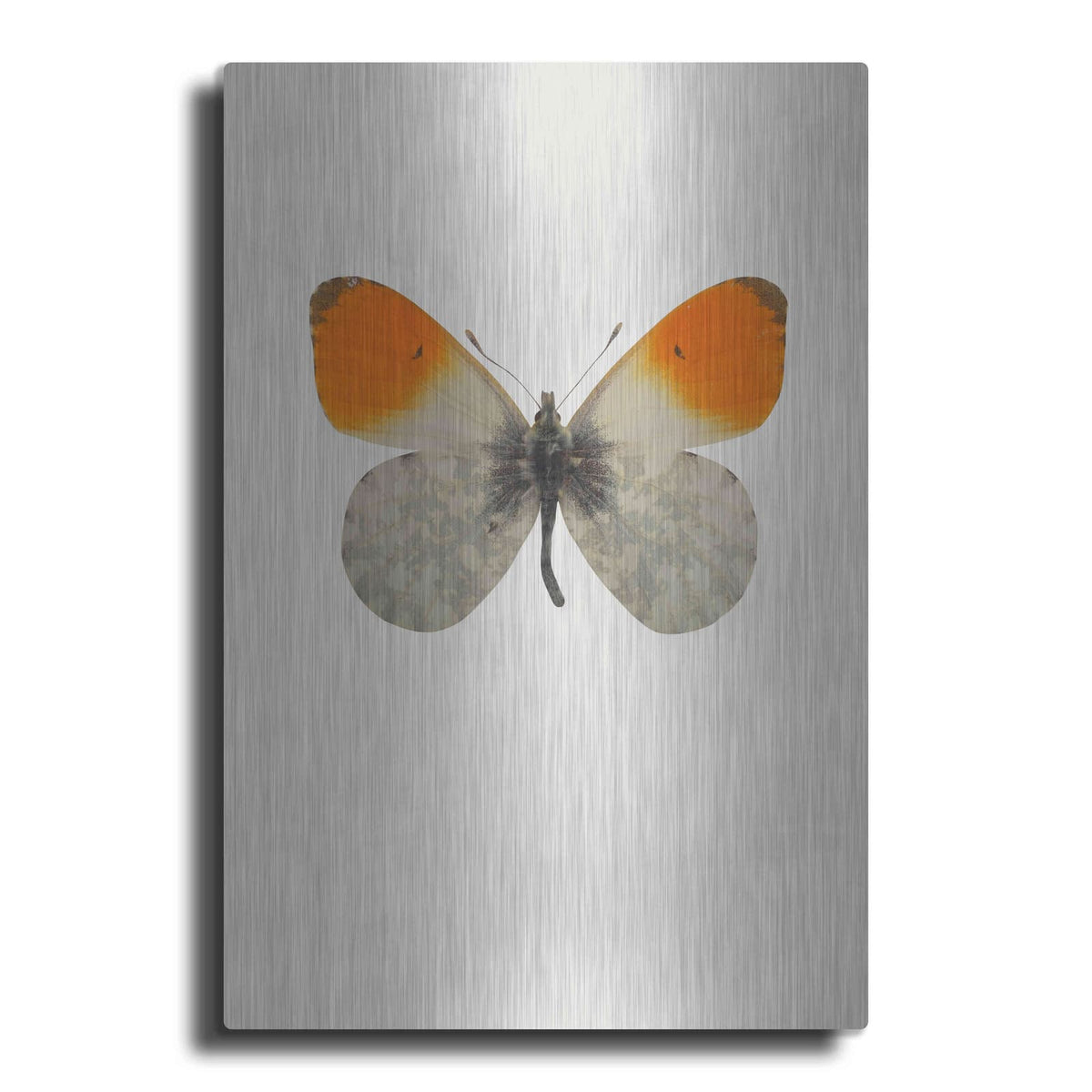 'Agrias Amydon 2' by Incado – Metal Wall Art