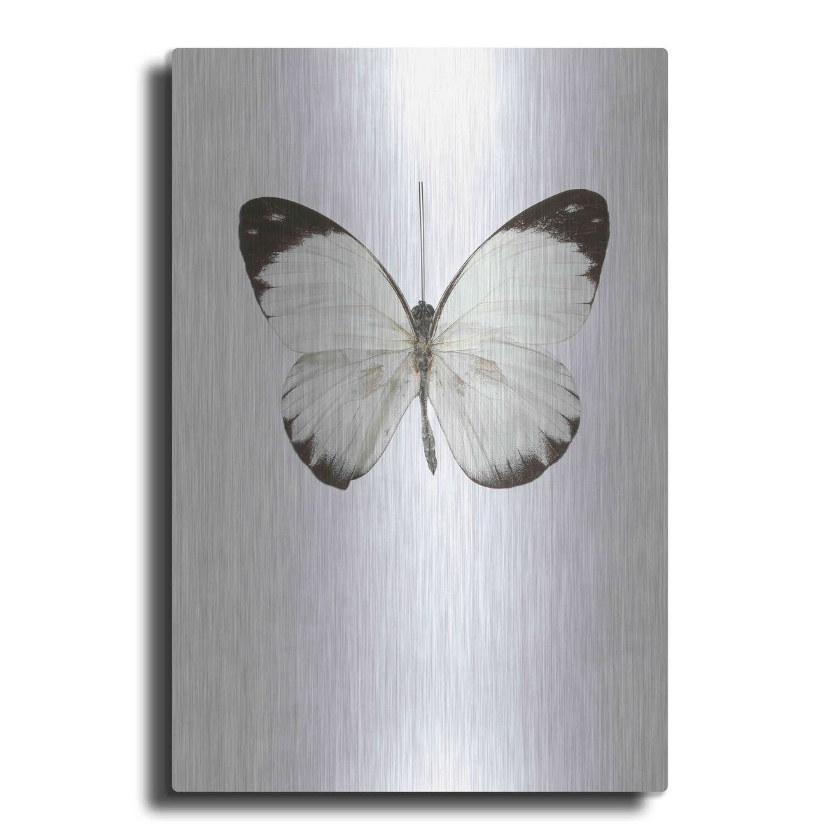 'Agrias Amydon 3' by Incado – Metal Wall Art