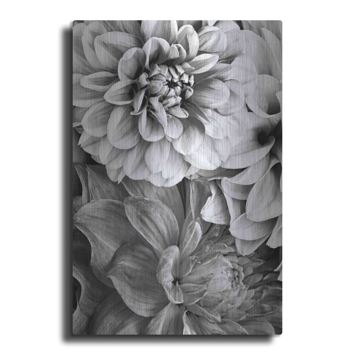 'B&W Flower 2' by Incado – Metal Wall Art