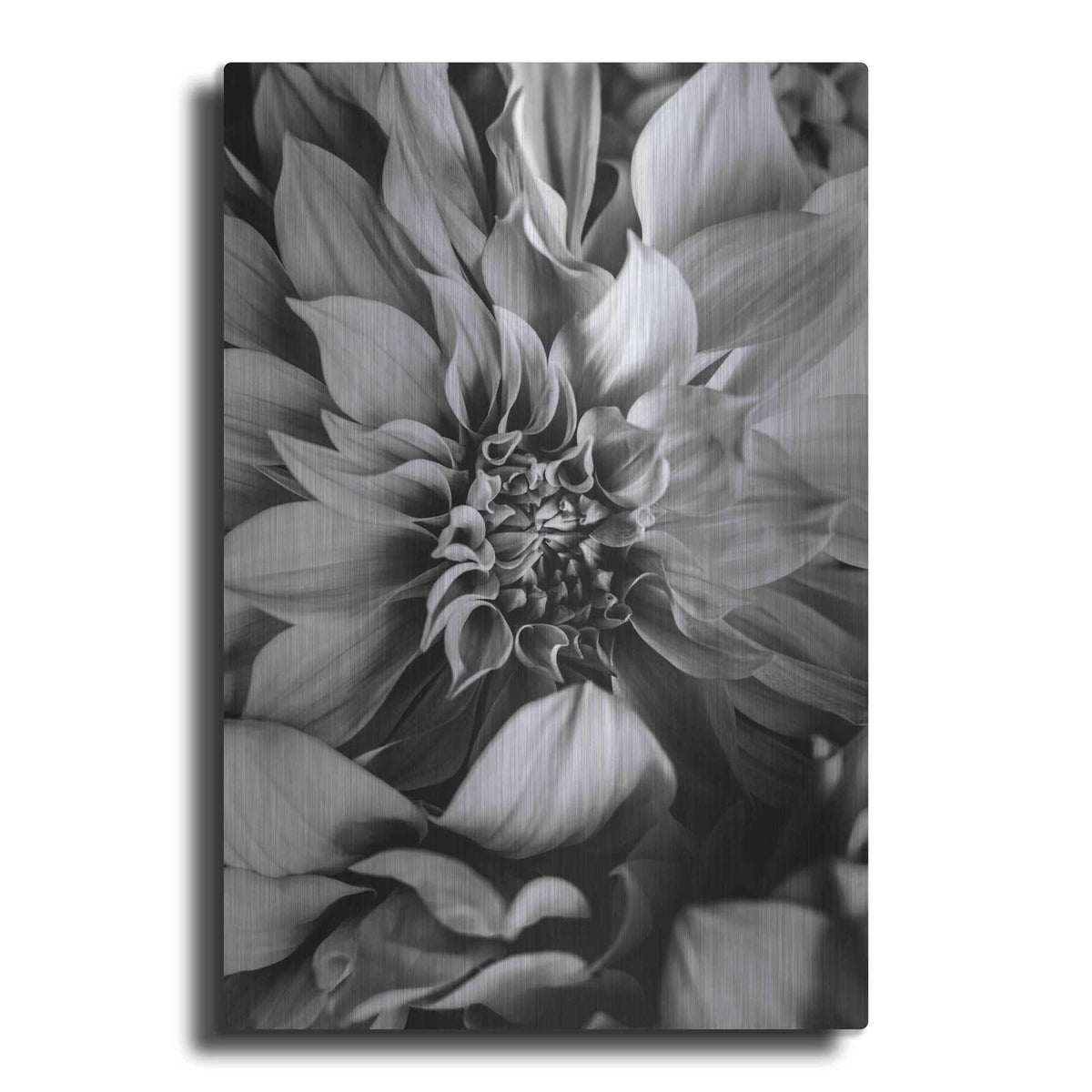 'B&W Flower 4' by Incado – Metal Wall Art