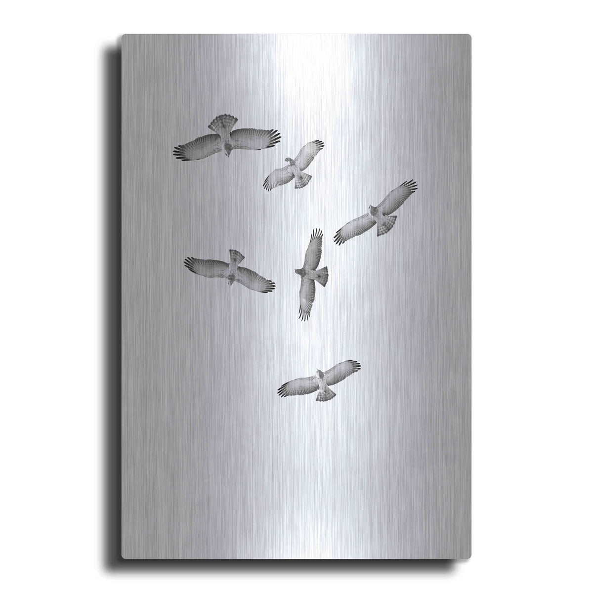 'Birds of Prey' by Incado – Metal Wall Art