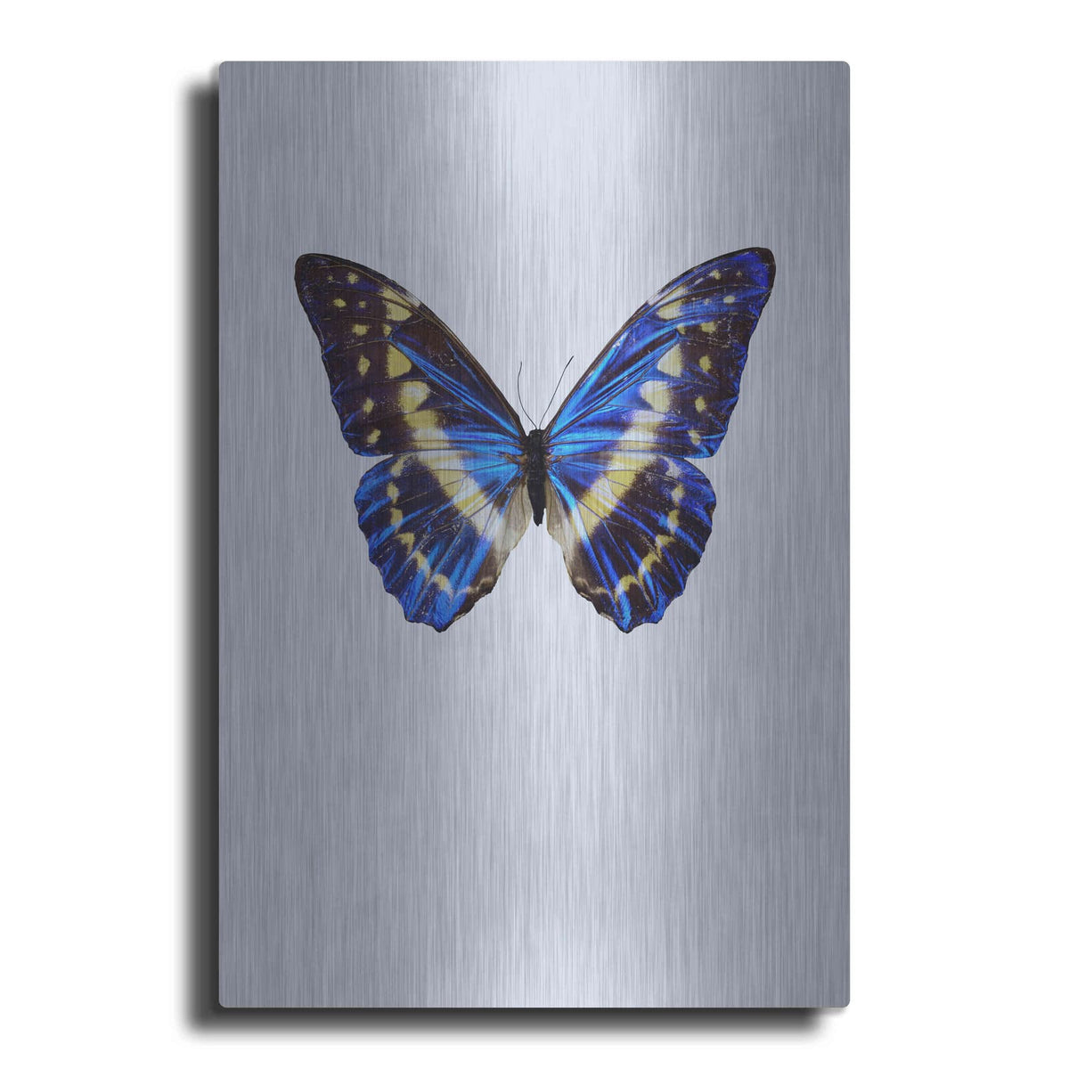 'Blue Butterfly' by Incado – Metal Wall Art