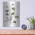 'Botanica II' by Incado – Metal Wall Art, 12x16 room view