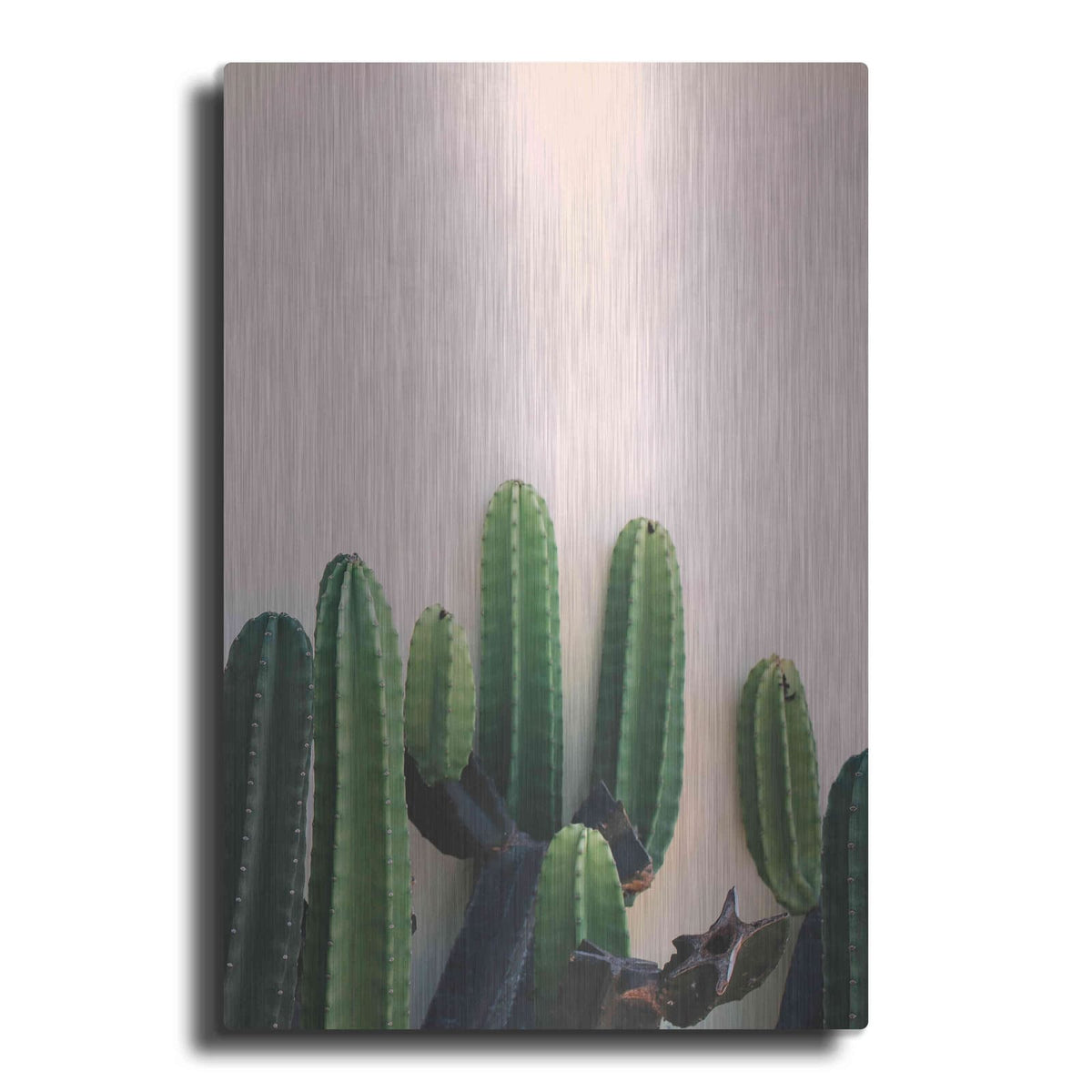 'Cactus on Pink' by Incado – Metal Wall Art