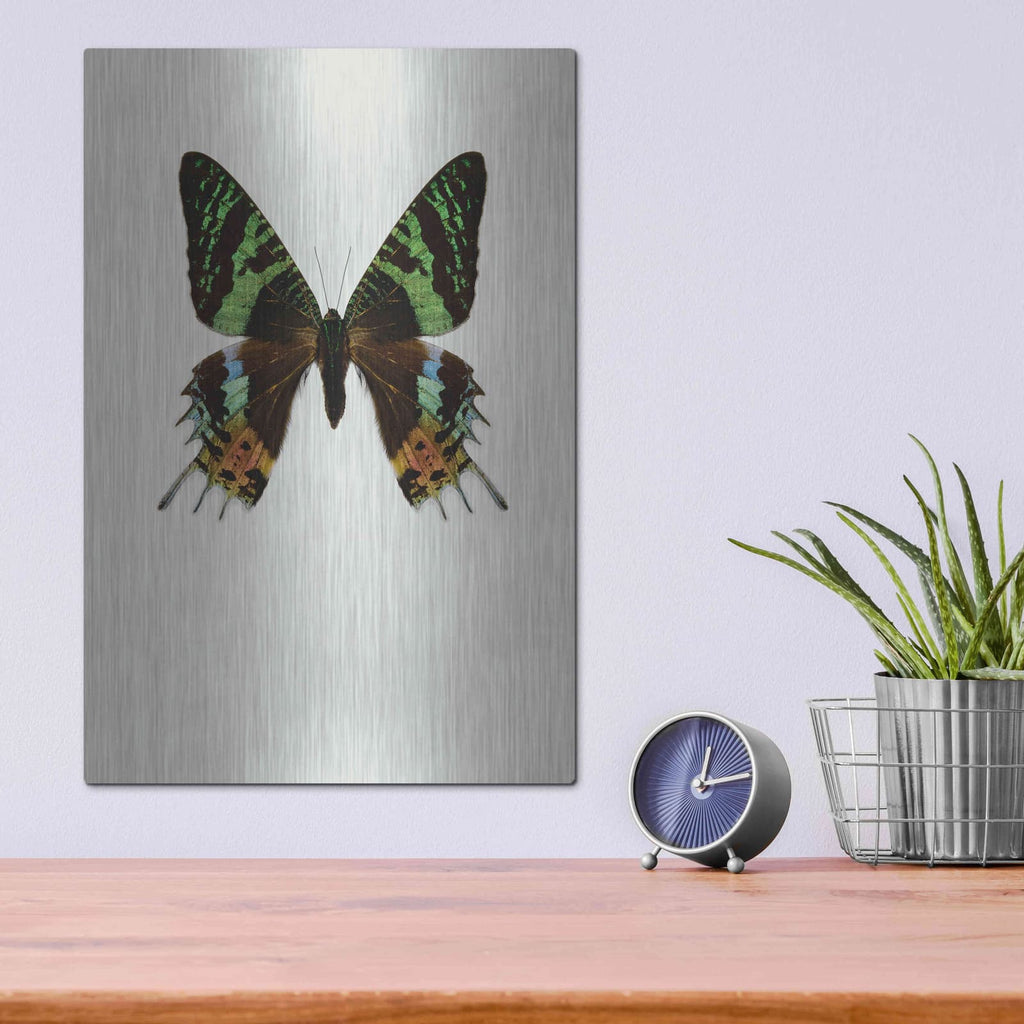 'Chrysiridia Rhipheus' by Incado – Metal Wall Art, 12x16 room view