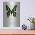 'Chrysiridia Rhipheus' by Incado – Metal Wall Art, 12x16 room view