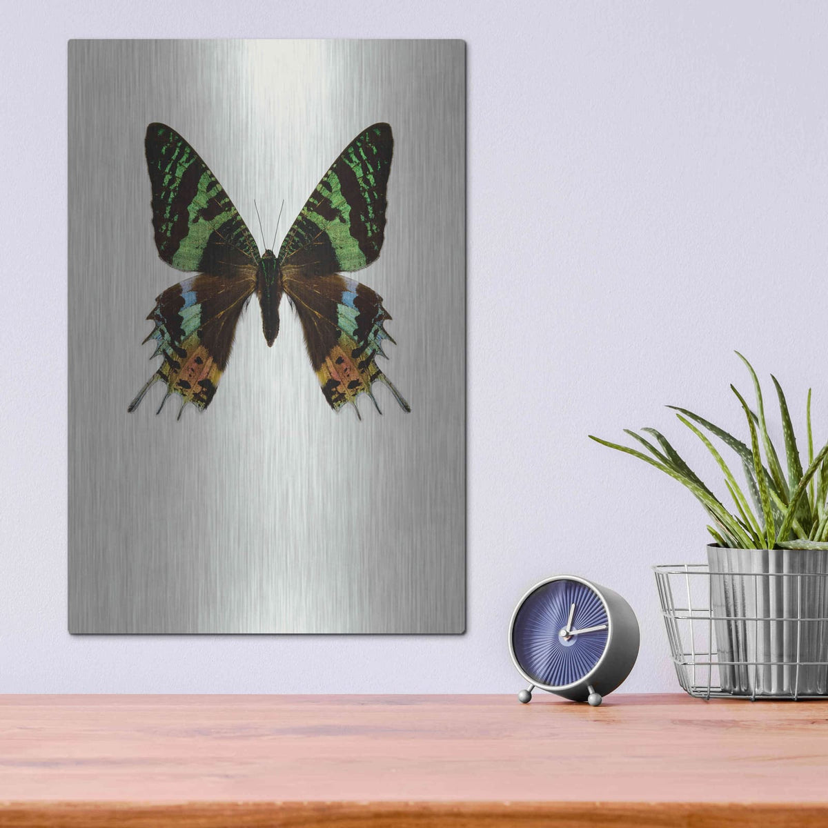 'Chrysiridia Rhipheus' by Incado – Metal Wall Art, 12x16 room view