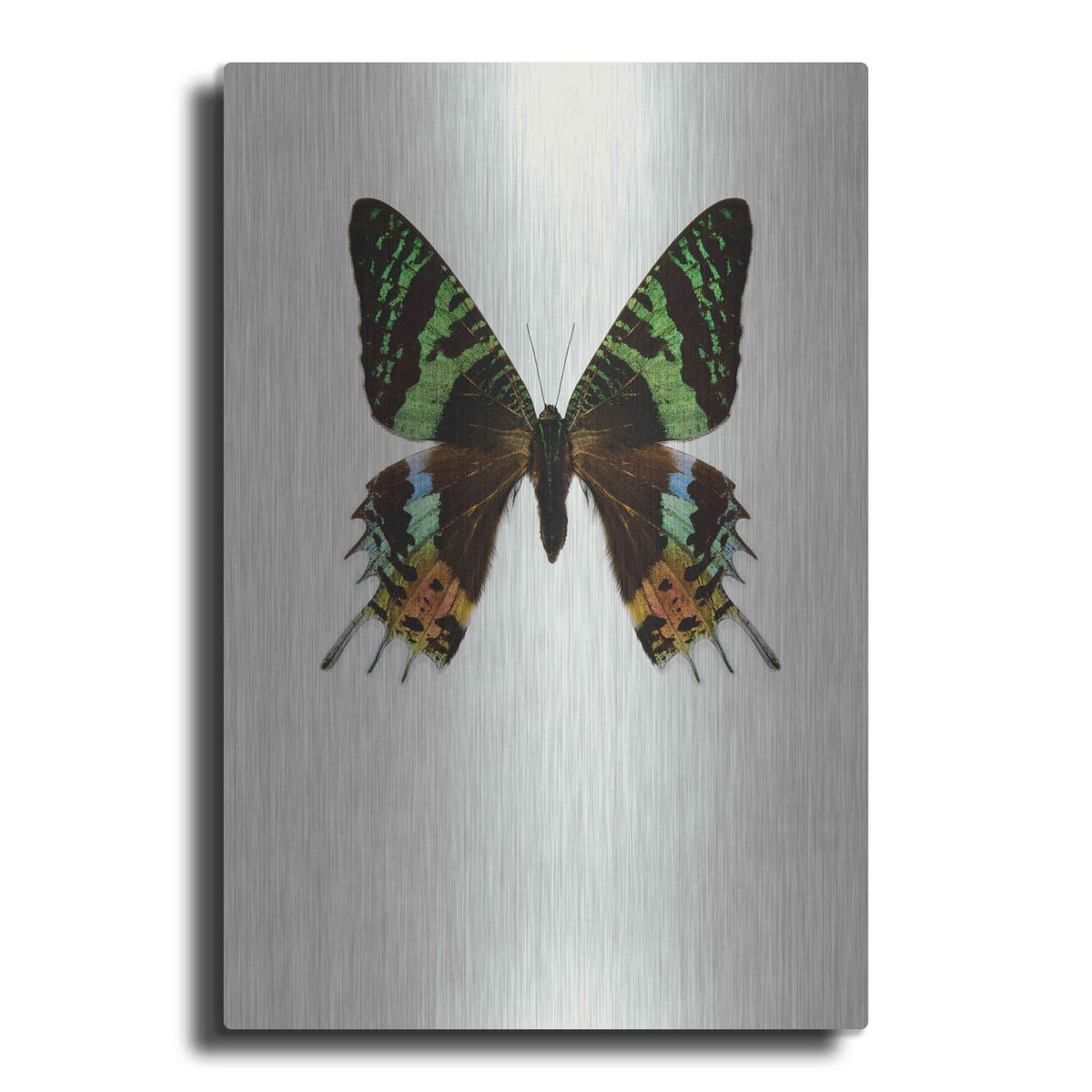 'Chrysiridia Rhipheus' by Incado – Metal Wall Art